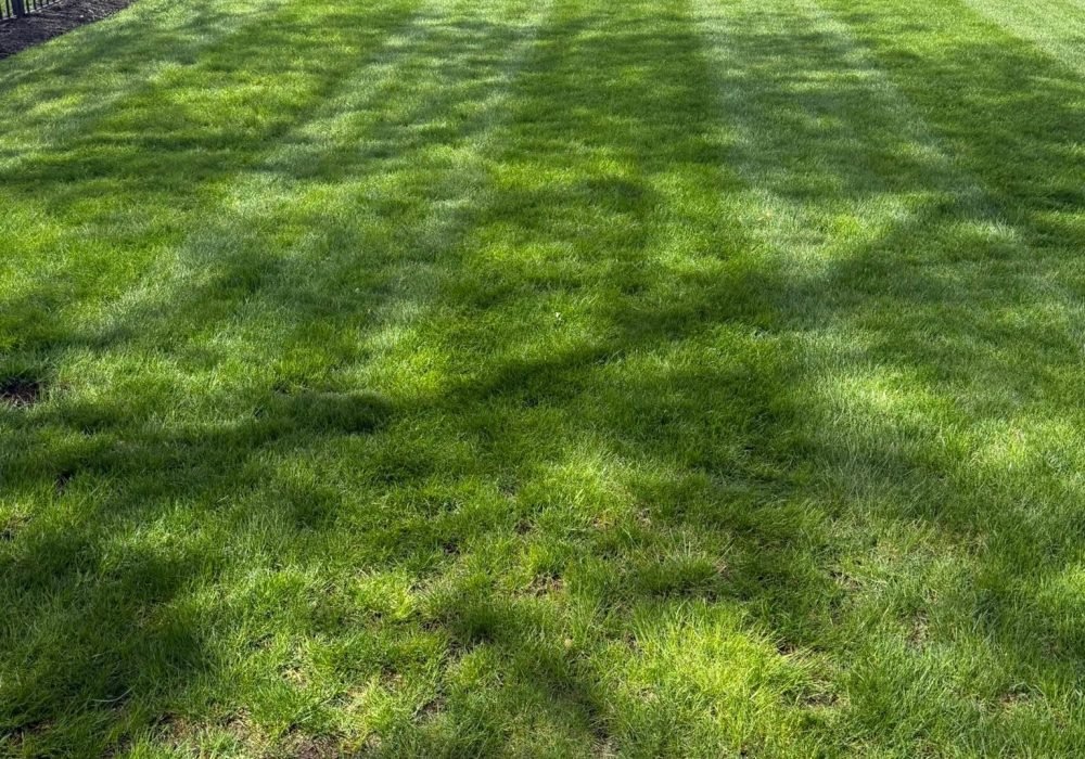 sod-installation