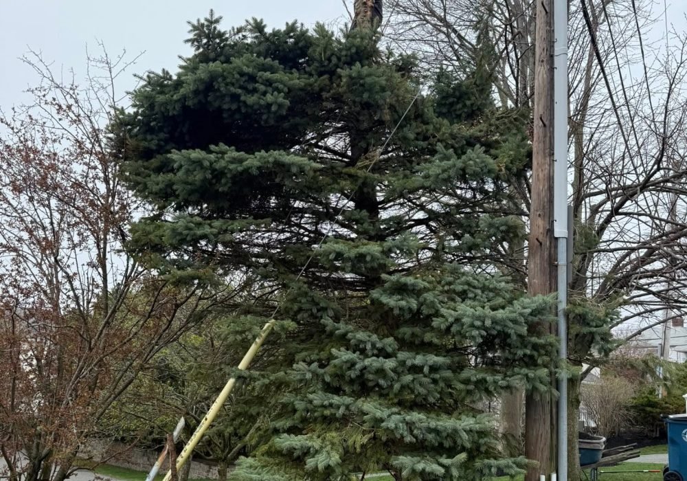 tree-services2